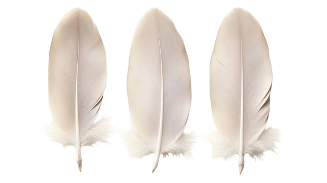 Three owl feathers with intricate patterns isolated on transparent background