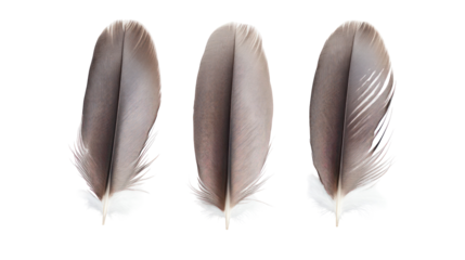 Three patterned bird feathers isolated on transparent background