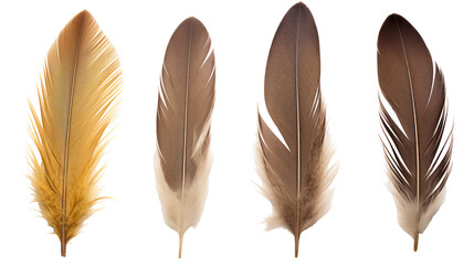 Four different bird feathers arranged vertically isolated on transparent background
