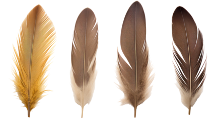 Four different bird feathers arranged vertically isolated on transparent background