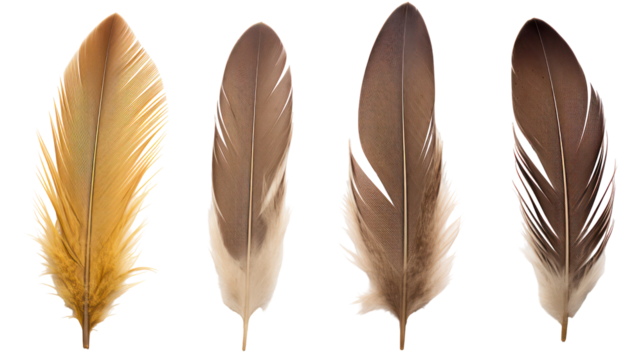 Four different bird feathers arranged vertically isolated on transparent background
