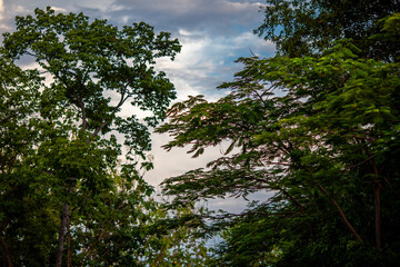 natural background of many species of plants that are laid out in the park, for the propagation of the species and to provide shade for those who stop by while traveling to study the ecology.