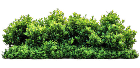 Fototapeta premium Green lush bushes with dense foliage in a natural setting