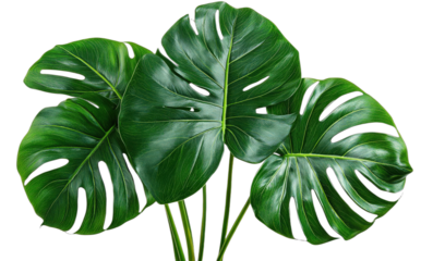 Large green monstera deliciosa leaves with distinct holes and vibrant color
