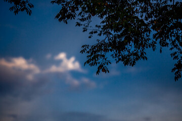 natural background of many species of plants that are laid out in the park, for the propagation of the species and to provide shade for those who stop by while traveling to study the ecology.
