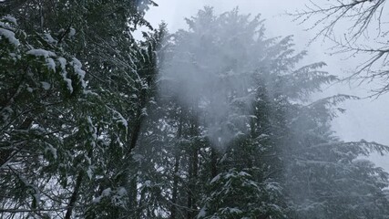 Front View of Snow Falling from Tree Branches — Winter Forest Scene - Powered by Adobe