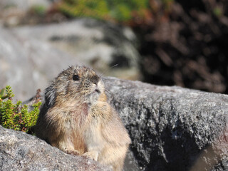氷河期からの生き残りナキウサギ