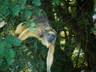Howler monkey among the jungle foliage © Carlos G. Baquero