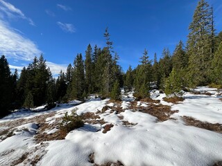 Evergreen forest with coniferous trees and alpine pastures in a winter environment of the Bernese Oberland region, Switzerland - Immergrüner Nadelwald und Almwiesen in der Winterlandschaft, Schweiz © Mario