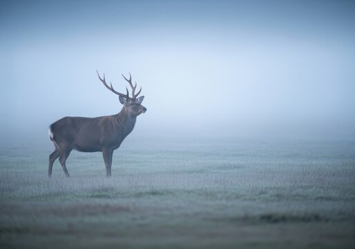Large sika deer buck with impressive antlers standing in a dense morning fog.