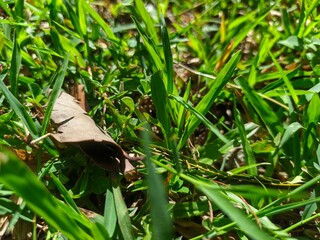 butterfly on the grass