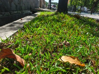 mushrooms in the grass