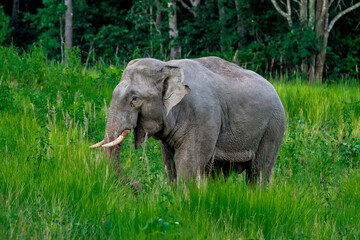 Its body is gray, its snout is called the trunk. The trunk of the Asian elephant has only one beak. Nakhon Ratchasima, Thailand.