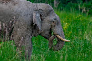 Its body is gray, its snout is called the trunk. The trunk of the Asian elephant has only one beak. Nakhon Ratchasima, Thailand.