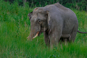 Its body is gray, its snout is called the trunk. The trunk of the Asian elephant has only one beak. Nakhon Ratchasima, Thailand.