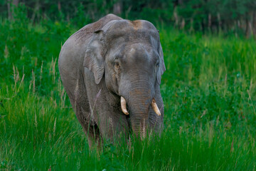 Its body is gray, its snout is called the trunk. The trunk of the Asian elephant has only one beak. Nakhon Ratchasima, Thailand.