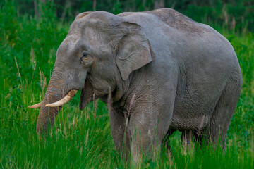 Its body is gray, its snout is called the trunk. The trunk of the Asian elephant has only one beak. Nakhon Ratchasima, Thailand.