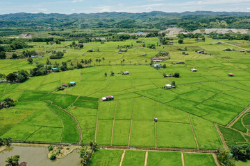 Obraz premium Aerial View of Lush Green Paddy Fields in Rural Malaysia