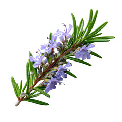 Flowering rosemary branch, a fragrant herb plant  on white background.