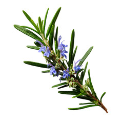 Rosemary sprig with blue flowers, closeup view  on white background.
