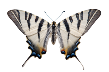 Scarce swallowtail butterfly isolated on transparent background displaying its wings