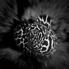 Artistic underwater photo portrait of Leopard Moray Eel. In black and white colors. Scuba diving art.