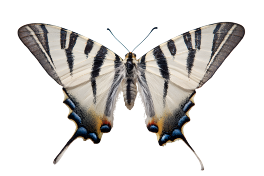 Scarce swallowtail butterfly isolated on transparent background displaying its wings - Powered by Adobe