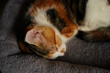 Cozy calico kitten curled up sleeping in a soft gray pet bed, conveying peace, comfort, and domestic relaxation for lifestyle, pet care, and animal wellness content.