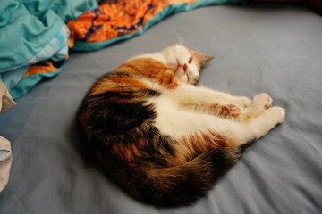 Cozy calico kitten curled up sleeping in a soft gray pet bed, conveying peace, comfort, and domestic relaxation for lifestyle, pet care, and animal wellness content.