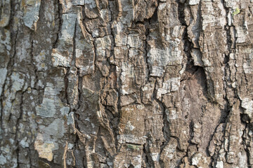 Close up of an old tree bark texture. Rough, weathered wood surface with deep cracks and crevices. Natural abstract background.