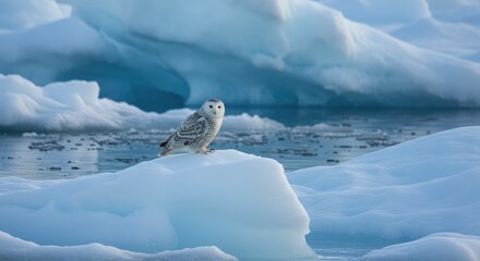 Majestic snowy owl perched on glistening iceberg amidst serene arctic waters, its piercing gaze surveys the vast, icy landscape under soft, diffused light