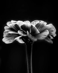 Dramatic black and white close-up of a Zinnia flower isolated against a dark background in late September, Waukesha County, Wisconsin.