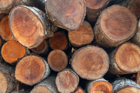 Close up top view of stacked wooden logs. Pile of timber or firewood showing cross-sections, cracks, and growth rings. Natural wood background.