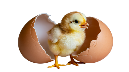 Adorable chick emerging from cracked eggshell, symbol of new beginnings