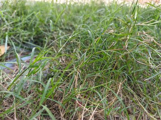 green grass in a field