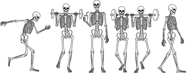 Skeleton workout illustration, running, weightlifting, barbell pose, fitness motion, black vector, anatomy concept, exercise silhouette, gym training, humorous design