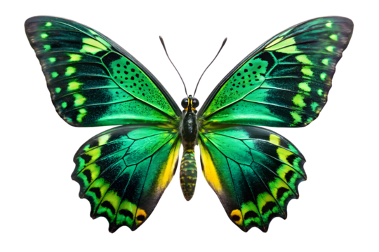 Exotic emerald green butterfly with intricate wing patterns and yellow accents isolated on transparent background