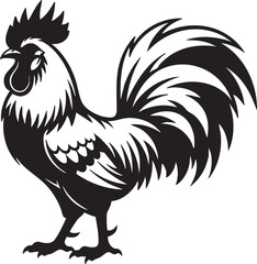 rooster isolated on white background