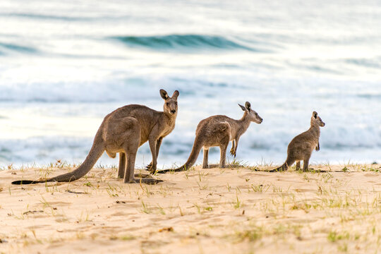Three kangaroos on a sandy beach with waves in the background.