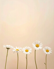 Minimalist Arrangement of Five White Daisies with Yellow Centers on a Soft Beige Background