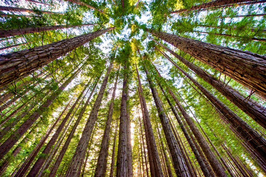 Redwood forest canopy reaching toward the light.
