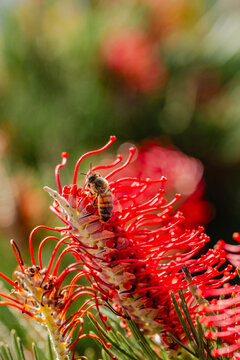 Macro of honey bee pollinator on grevillea flower with green copy space