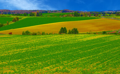 Naklejka premium カラフルな丘