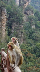 Family Rhesus macaques, a species of Old World monkey, sitting on a wooden railing at the Zhangjiajie National Forest Park in China, monkeys and forest in background