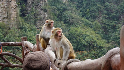 Two Rhesus macaques, a species of Old World monkey, sitting on a wooden railing at the Zhangjiajie National Forest Park in China, local animal on mountain, Rhesus macaques are native to Asia