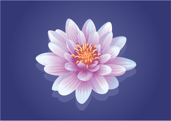 Realistic Pink Lotus Flower on Blue Background Vector Illustration of Water Lily Bloom