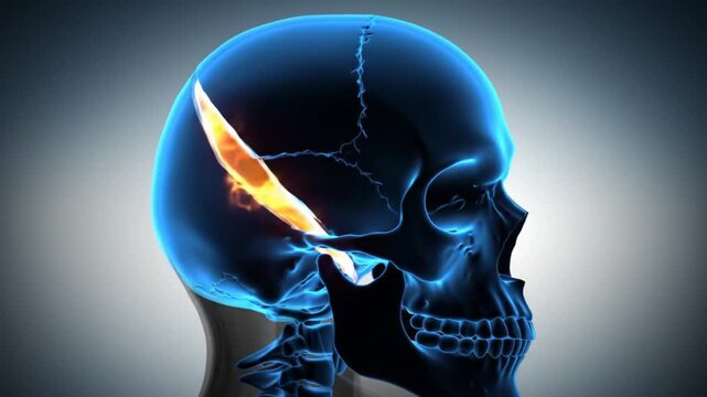 Skull fracture animation showing a crack in the cranium with glowing effect