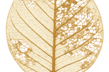 Skeleton leaf showing intricate network of veins and natural decomposition process on a transparent background