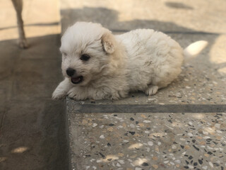 Adorable fluffy white puppy with dark eyes and an open mouth sitting on a textured surface outdoors on a sunny day