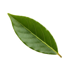A Single Vibrant Green Leaf With A Transparent Background In A Studio Setting